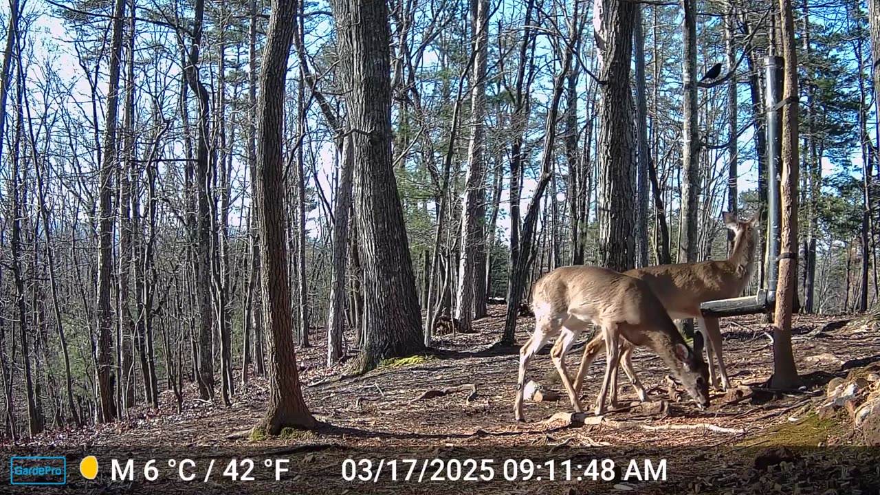 The Woods – 03/17/2025