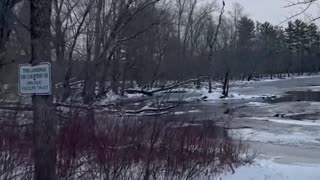 The Bald Eagles are assembling!