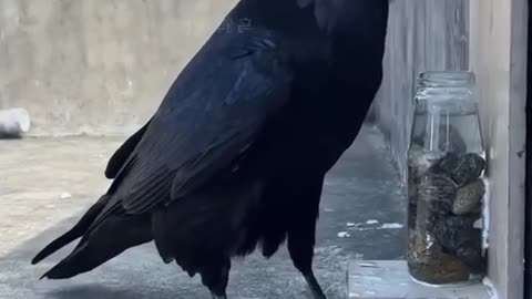Ravens awesome problem solving skills