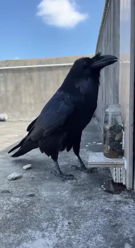 Ravens awesome problem solving skills