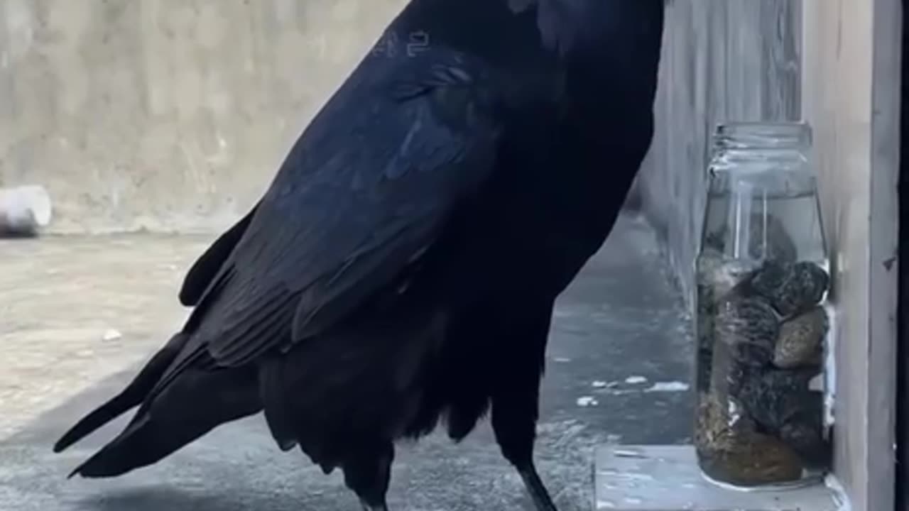 Ravens awesome problem solving skills