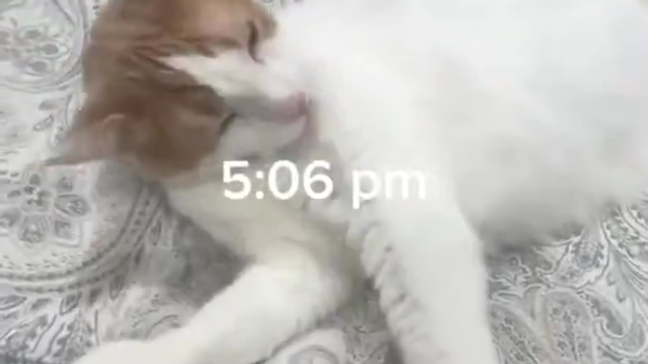 Meowtivational routine