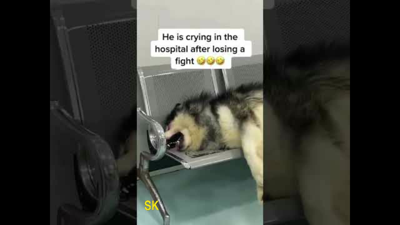 Dogs dramatic display in front of vet || Funny Dog || Funny Cat || Funny Animals