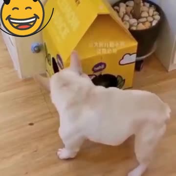 Funny ANIMAL Videos!! 😹 Funny PETS Compilation 😻 #shorts #animallover #kitten #pets #asmr #cutecat