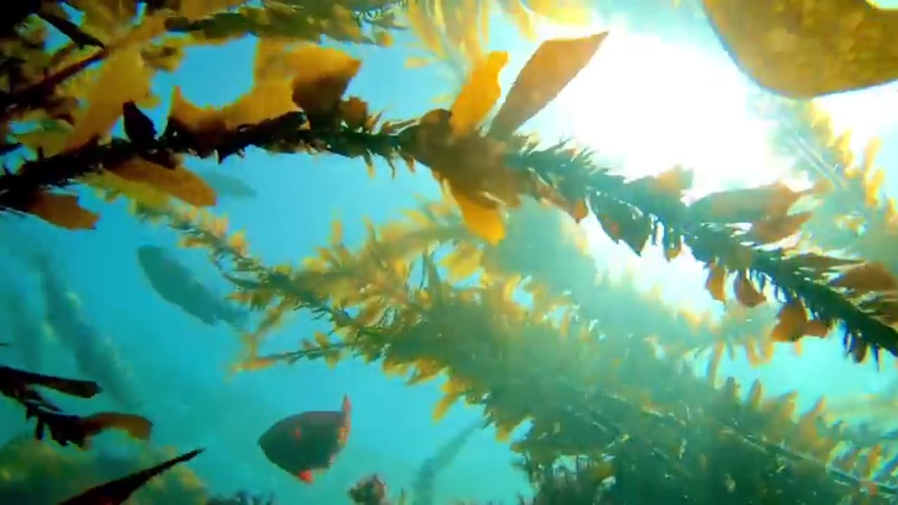 🤯✨ Underwater Kelp and Sunlight Shimmering! | FeedMyCuriosity