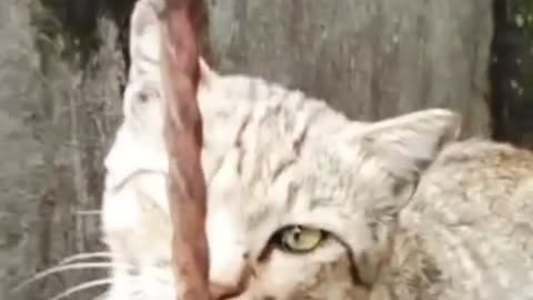 😹 Shy but Funny! This Cat Pretends to Be Shy but Can’t Resist the Spotlight
