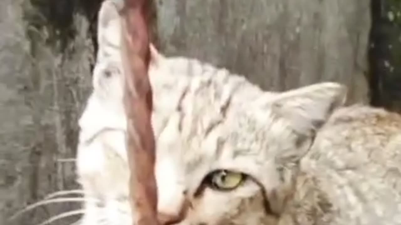 😹 Shy but Funny! This Cat Pretends to Be Shy but Can’t Resist the Spotlight