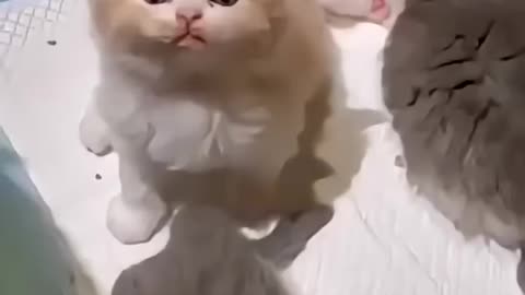 Billi - Billi ki awaaz - Kitten -meow meow #youtubeshorts #viralvideo #kittensmeowing