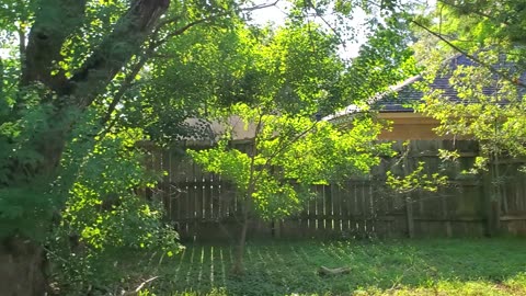 Sockie's Avo Tree