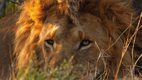 Amazing Scene of Wild Animals In 4K - Animals Relaxation Film