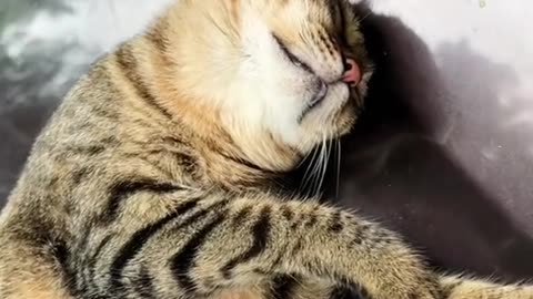 Cat's comedy Videos 🤣 so cute videos 😍 funny videos 🤣