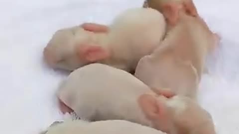 Rabbits Daily Growth, Amazing