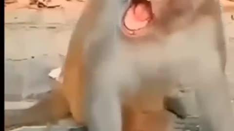 Funny Baby Video