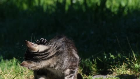 Cute Animal Ep43