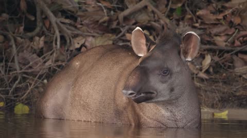 Brazil Untamed: Series 1_Peccary Party