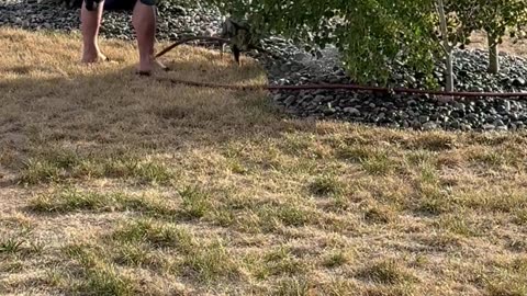 Frenchie or Hose Gremlin?