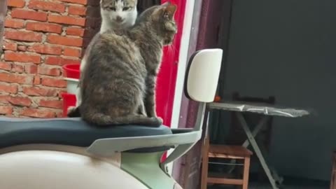 Cats Kissing Caught on Camera 😻💋 | Funny Cats Showing Affection