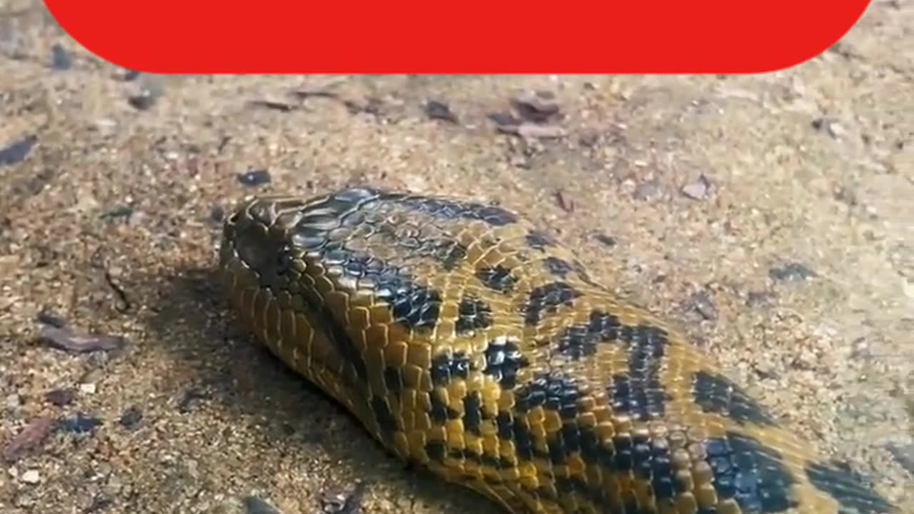 Did you know that this anaconda lives in Sri Lanka?😲Anaconda in Sri Lanka❤️#anaconda #zoo #srilanka