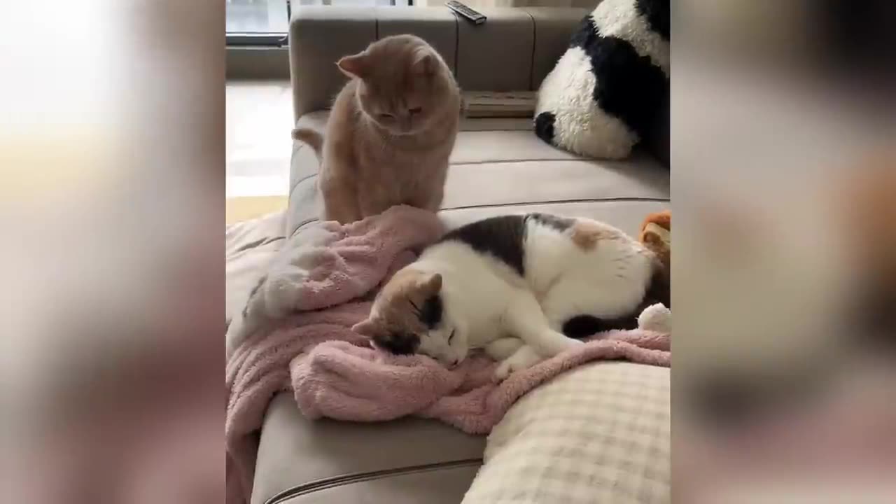 277 Hilarious Cats and Dogs Moments 2025😼🐶Try Not To Laugh😜