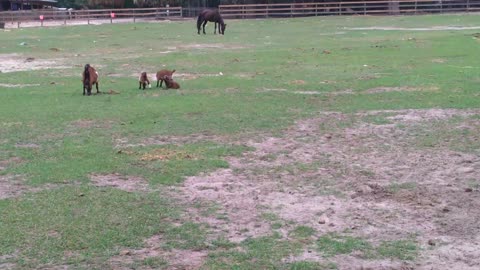 Horses and Billy goats