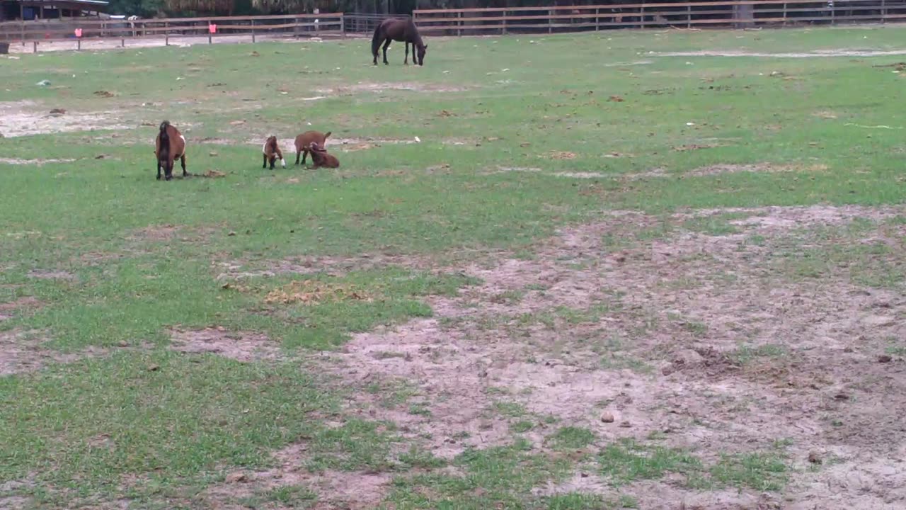 Horses and Billy goats