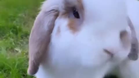Speedy Bunny Zooms Around the Yard! 🐰💨