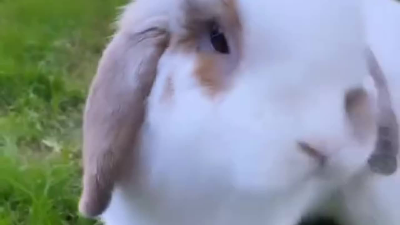 Speedy Bunny Zooms Around the Yard! 🐰💨