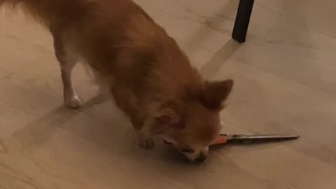 Chihuahua Up to No Good With Scissors