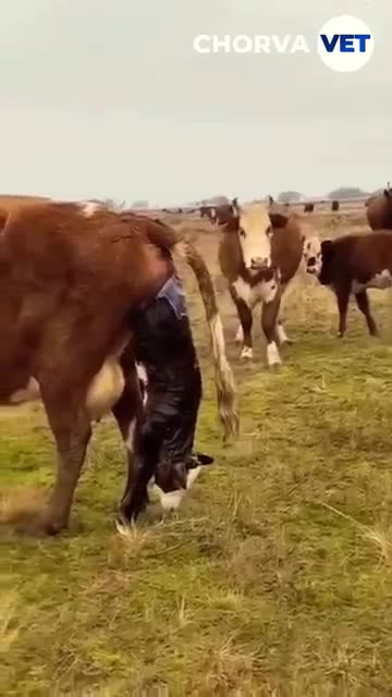 Miracle of Life – Cow Giving Birth! 🐄👶