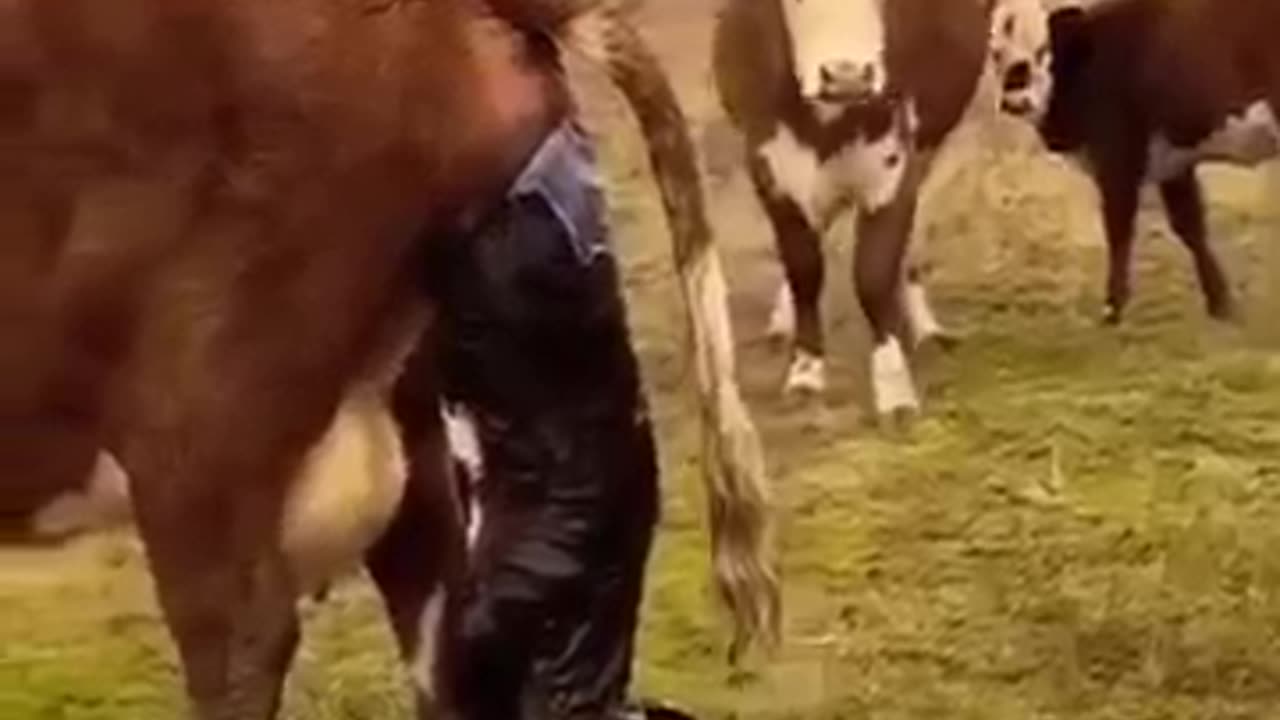 Miracle of Life – Cow Giving Birth! 🐄👶