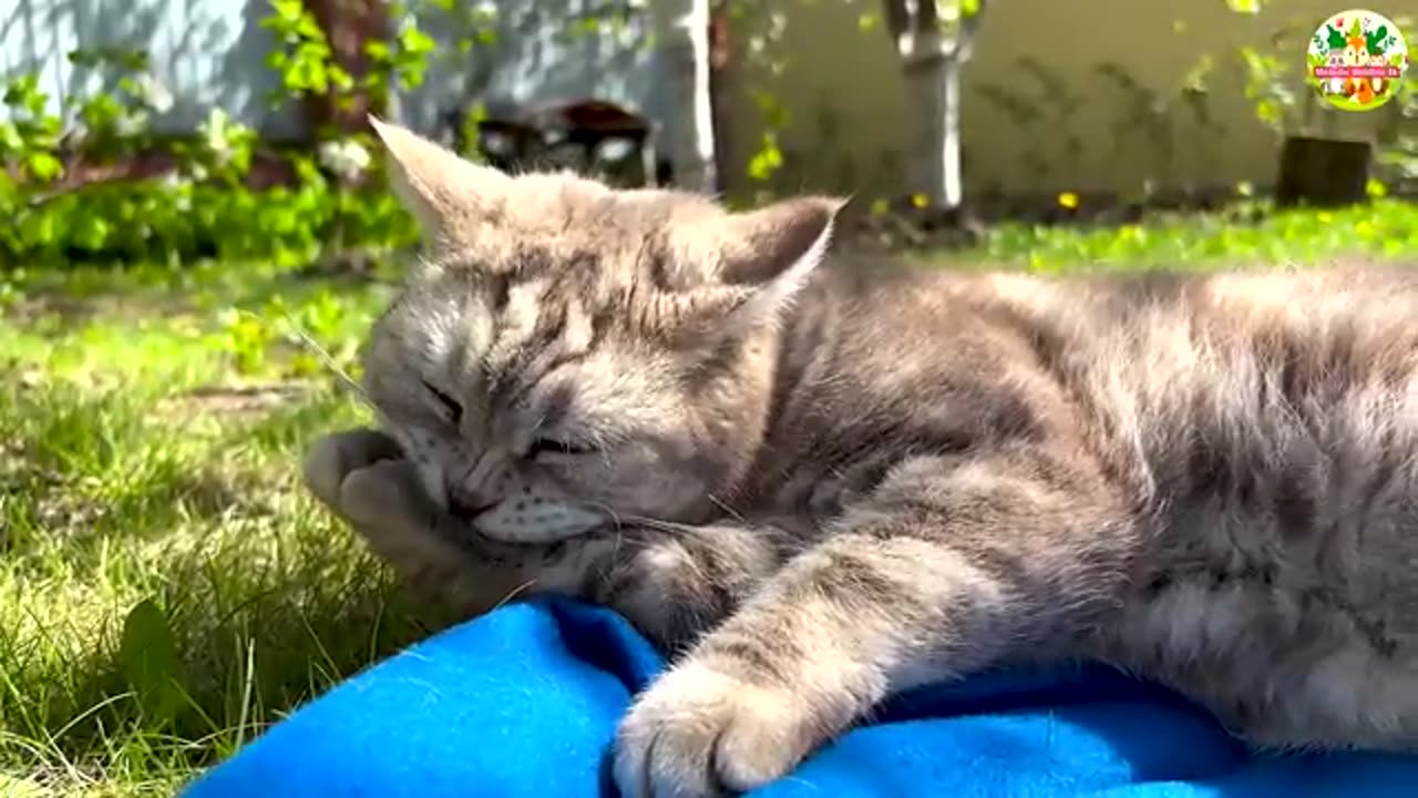 Kittens Playing on the Grass with Puppies_ Bunnies_ Ducklings_ and Hamsters – Cute Cat Meows