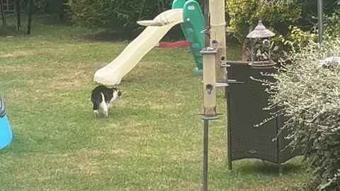 Cat and Fox Play Tag in Backyard