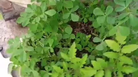Terrace garden methi Patti