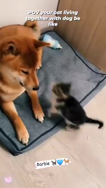 POV: Your Cat Thinks He's the Boss 😹🐕