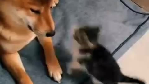 POV: Your Cat Thinks He's the Boss 😹🐕