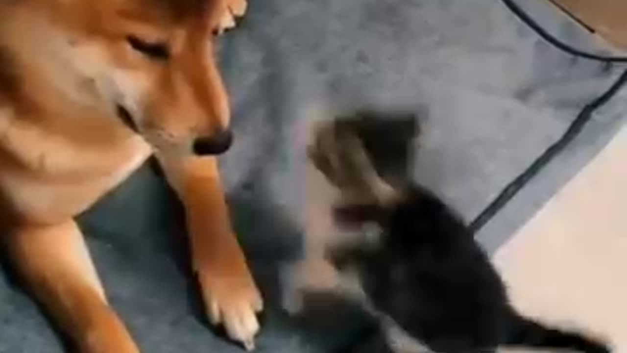 POV: Your Cat Thinks He's the Boss 😹🐕