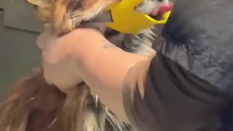 Family rescued a fox that had its leg stuck in a fence