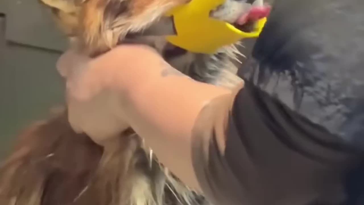 Family rescued a fox that had its leg stuck in a fence