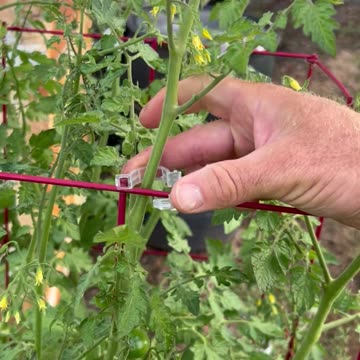 Make good use of tomato trellis clips