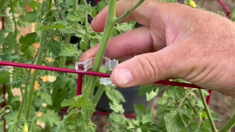 Make good use of tomato trellis clips