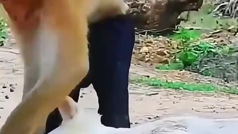 animal funny