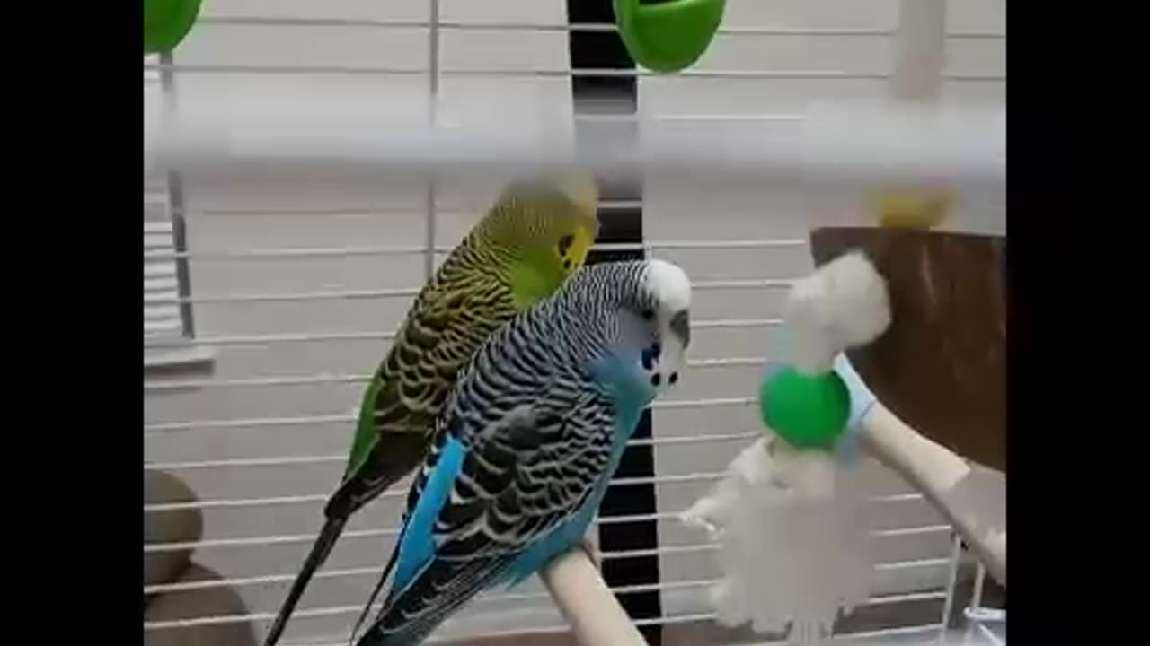 Budgies/ parakeets singing R kelly