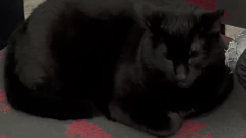 Cute Precious Piper Takes a Break - My Adopted Shelter Cat Vlog. #shorts