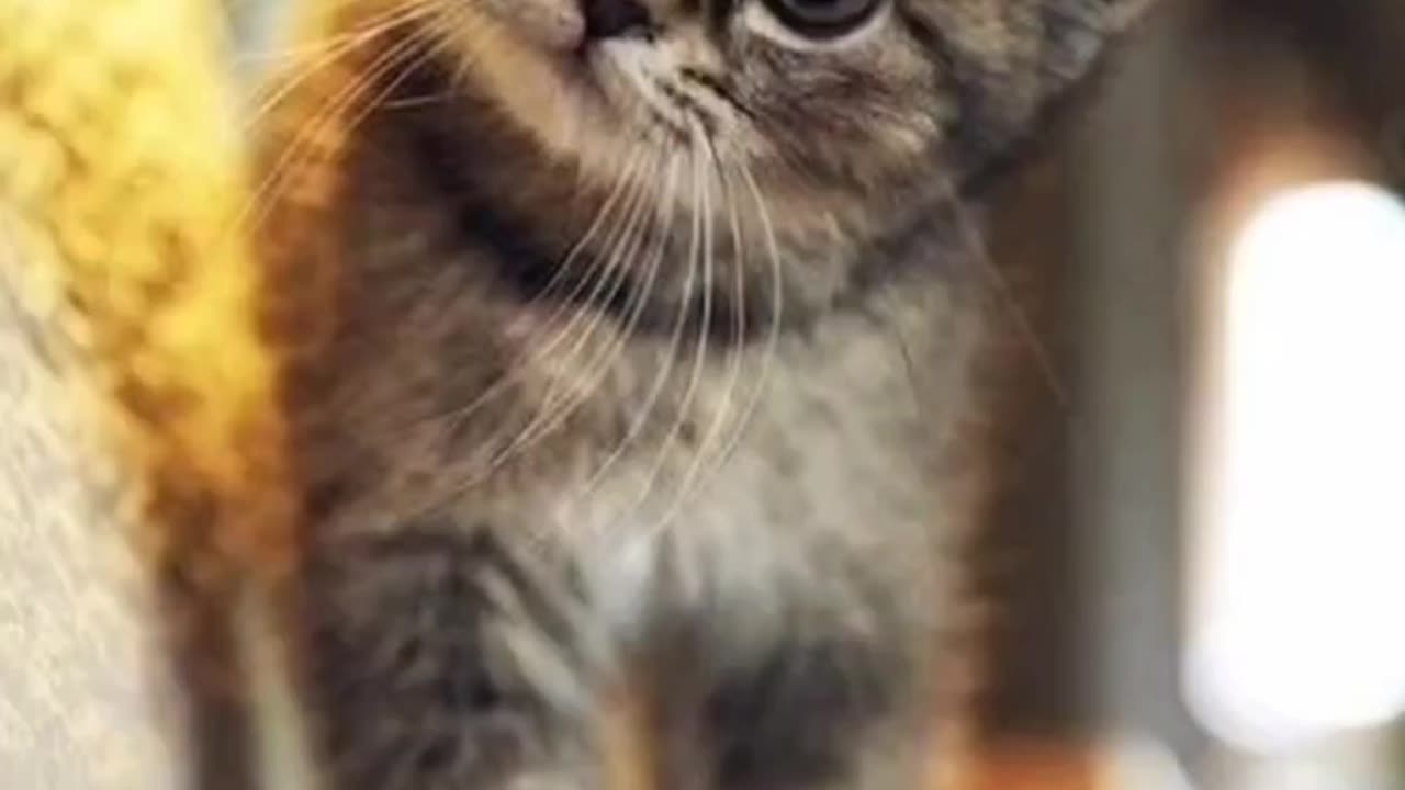 πΎπ Funny Cats & Dogs Reactions | Heart-Melting Moments!