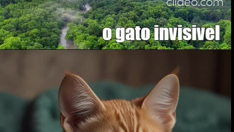 gatos engraçados completo1.mp4
