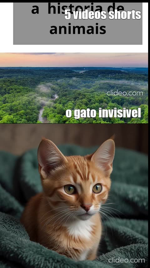 gatos engraçados completo1.mp4