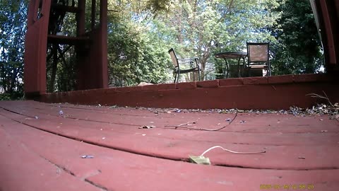 Wildlife Filmed By Haza PR800 Wild Camera, Dearborn, Michigan, May 18 To 20, 2025