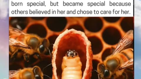 How Bees Build A Queen