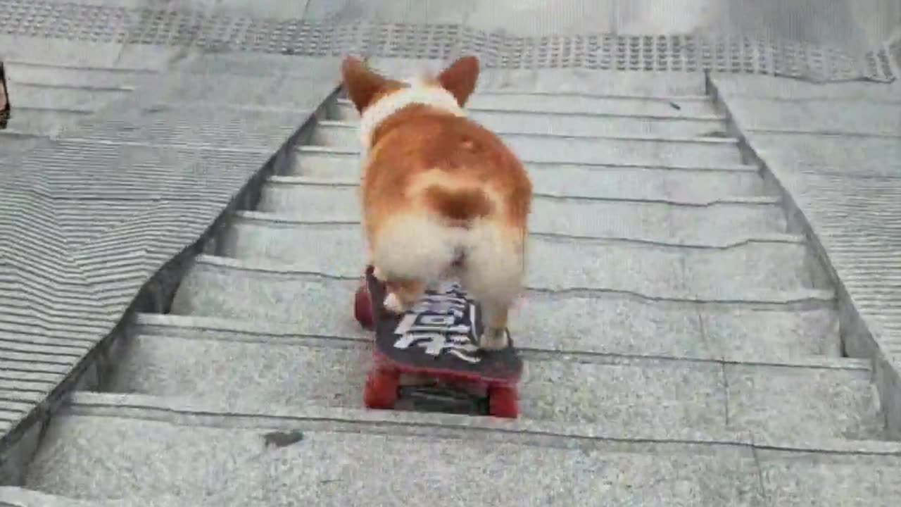 This dog is really good at skateboarding.