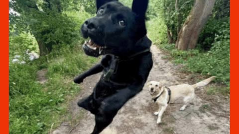 How Animals Beat the Heat, Airborne Dogs & a Kitten Appears Out of Nowhere